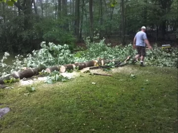 [Hearth.com] 80' tulip poplar down