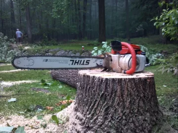 [Hearth.com] 80' tulip poplar down