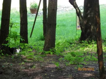 [Hearth.com] Pine Needle Removal