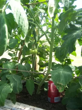 [Hearth.com] GH Tomatoes blooming