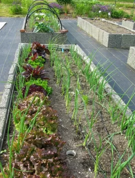 [Hearth.com] Garden 90% planted, Pics: