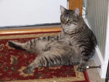 [Hearth.com] RE: Cat pics . . . and to make it wood-related I even have one pic with woodstacks in the background