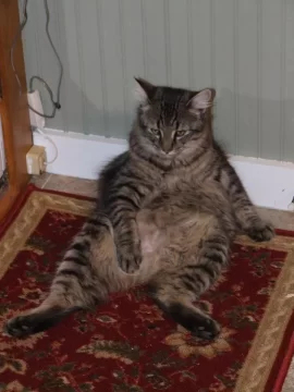 [Hearth.com] RE: Cat pics . . . and to make it wood-related I even have one pic with woodstacks in the background