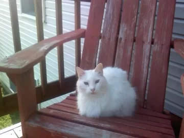 [Hearth.com] RE: Cat pics . . . and to make it wood-related I even have one pic with woodstacks in the background