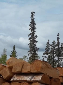[Hearth.com] 2 loads of Birch CS & 1/2 S'd