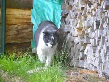 [Hearth.com] RE: Cat pics . . . and to make it wood-related I even have one pic with woodstacks in the background