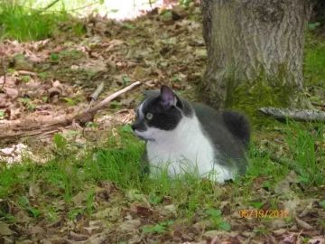 [Hearth.com] RE: Cat pics . . . and to make it wood-related I even have one pic with woodstacks in the background