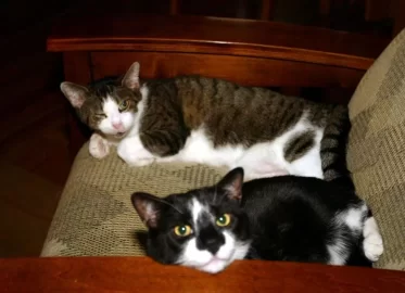 [Hearth.com] RE: Cat pics . . . and to make it wood-related I even have one pic with woodstacks in the background