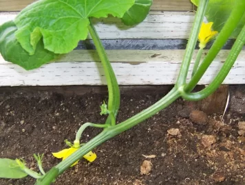 [Hearth.com] 2012 Alaska Green house update pics