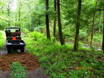 [Hearth.com] Pine Needle Removal
