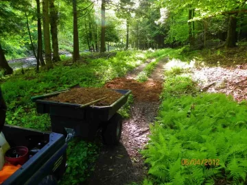 [Hearth.com] Pine Needle Removal