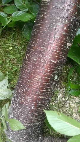 [Hearth.com] wood id help please