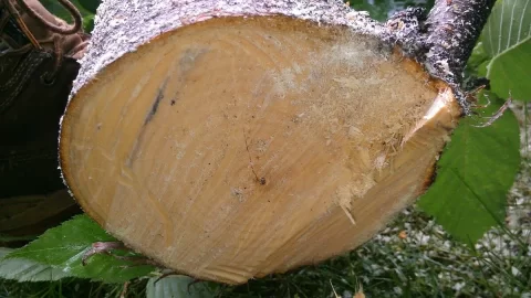 [Hearth.com] wood id help please