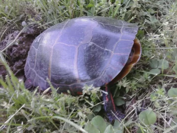 [Hearth.com] Painted turtle pics....