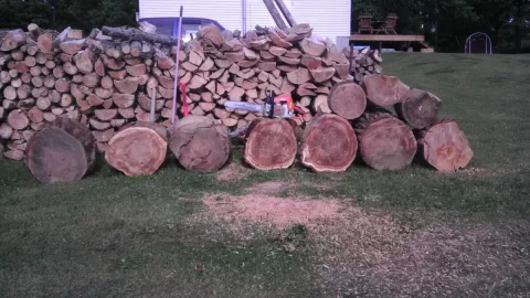 [Hearth.com] Big elm score!!