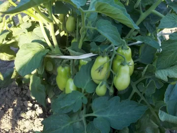 [Hearth.com] 2012 Alaska Green house update pics