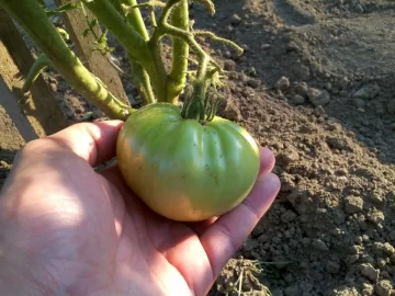 [Hearth.com] 2012 Alaska Green house update pics
