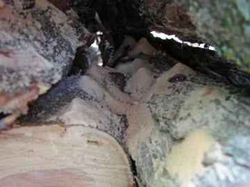 [Hearth.com] Wood Seasoning and boring bugs