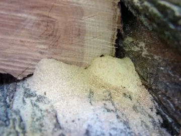 [Hearth.com] Wood Seasoning and boring bugs