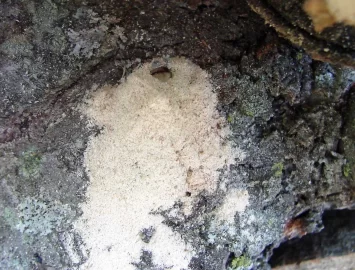 [Hearth.com] Wood Seasoning and boring bugs