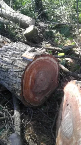 [Hearth.com] Big elm score?  I thought!  Id please!
