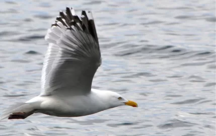 [Hearth.com] Just seagulls - but close up in flight