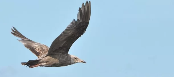 [Hearth.com] Just seagulls - but close up in flight