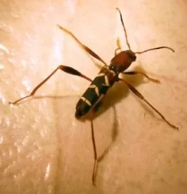 [Hearth.com] Wood Seasoning and boring bugs