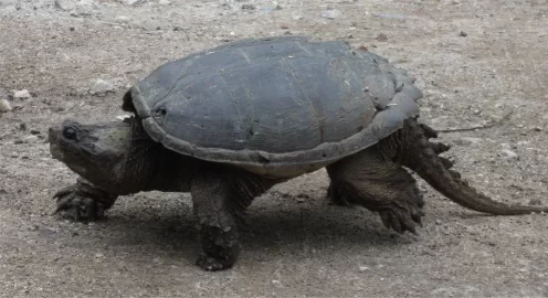 [Hearth.com] Painted turtle pics....