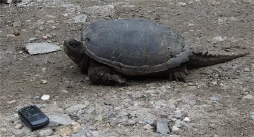 [Hearth.com] Painted turtle pics....