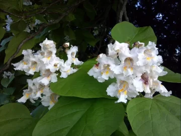 [Hearth.com] the katalpas are in bloom