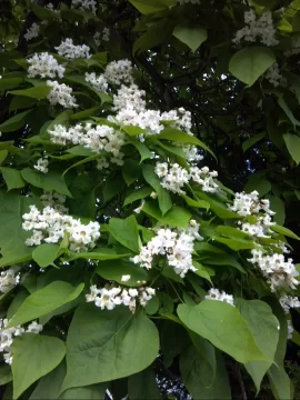 [Hearth.com] the katalpas are in bloom