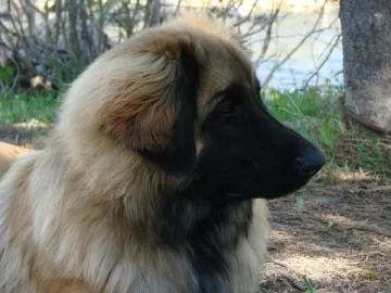 [Hearth.com] gotta love this face (new pup)