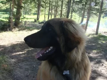 [Hearth.com] gotta love this face (new pup)