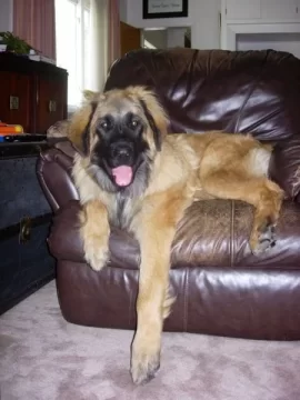 [Hearth.com] gotta love this face (new pup)