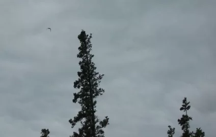 [Hearth.com] Bald eagle on the hunt