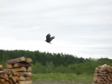 [Hearth.com] Bald eagle on the hunt