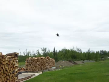 [Hearth.com] Bald eagle on the hunt