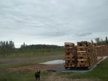[Hearth.com] Bald eagle on the hunt