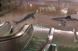Sharks in the shopping mall! Real Sharks Swimming in Mall!