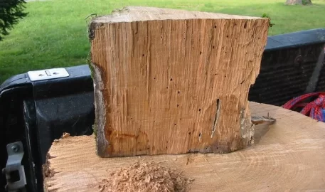 [Hearth.com] Dipped into the honey hole