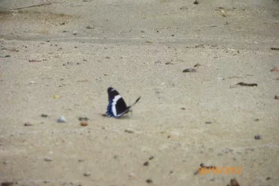 [Hearth.com] What Type of Butterfly is This?