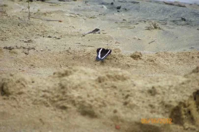 [Hearth.com] What Type of Butterfly is This?