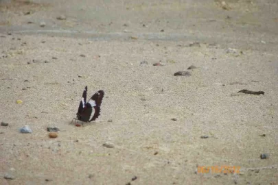 [Hearth.com] What Type of Butterfly is This?
