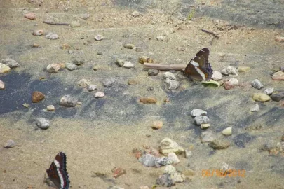 [Hearth.com] What Type of Butterfly is This?