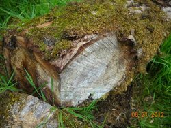 Wood/Tree ID