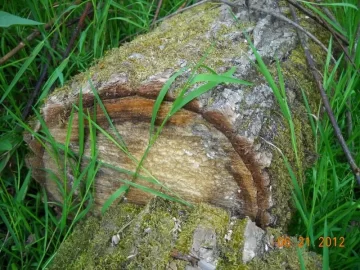 [Hearth.com] Wood/Tree ID