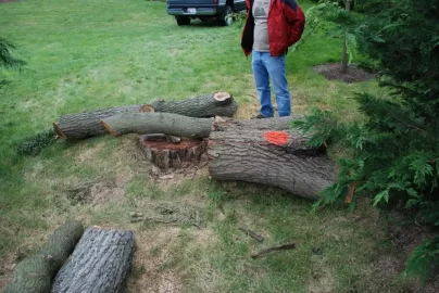[Hearth.com] A good wood score!