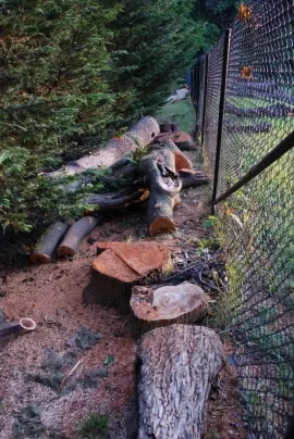 [Hearth.com] A good wood score!
