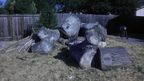 [Hearth.com] They say it's oak- Tree ID Plesase